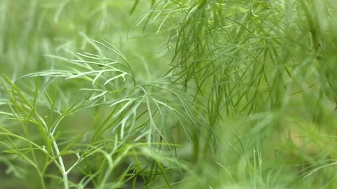 Growing dill. Stock Footage 79690436