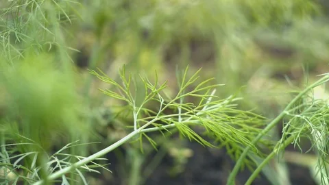 Growing dill. 動画素材 79690810