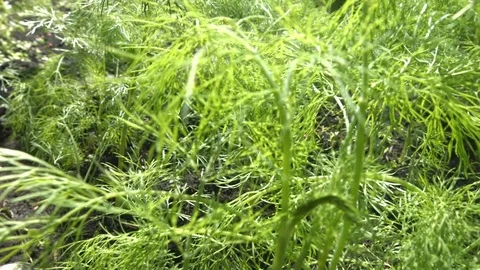 Growing dill. Stockbeeldmateriaal 79691072
