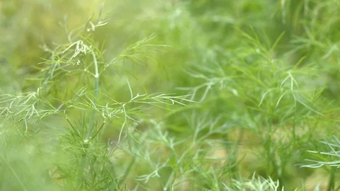 Growing dill. Stockbeeldmateriaal 79691180