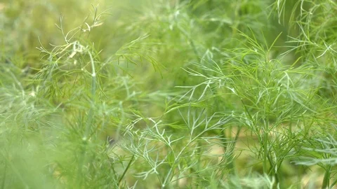 Growing dill. Stock Footage 79691381