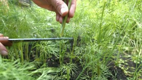 Growing dill. Stockbeeldmateriaal 79691604