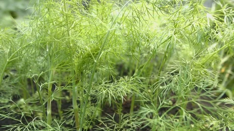 Growing dill. Видео 79692172