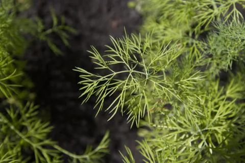 Growing dill. Stock Photos