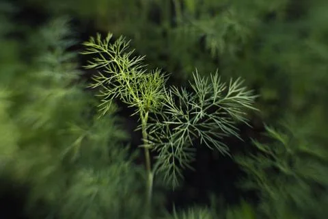 Growing dill. Stock Photos