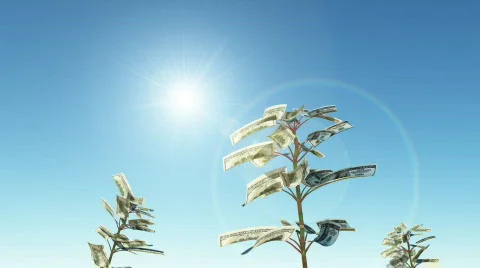 Growing dollars Stock Footage 501380
