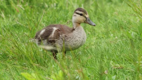 Growing ducklings at the park Stock Footage 310480119