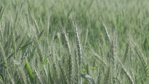 Growing Egypt's Wheat Video stock 266716090