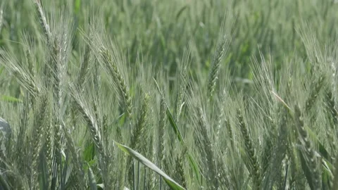 Growing Egypt's Wheat Video stock 266716102