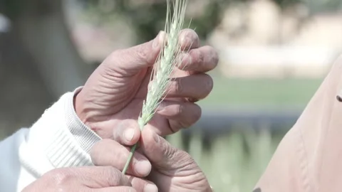 Growing Egypt's Wheat Video stock 266716123