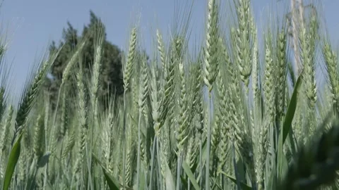 Growing Egypt's Wheat Video stock 266716146