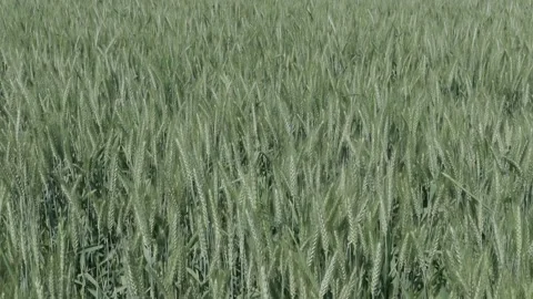 Growing Egypt's Wheat Video stock 266716155