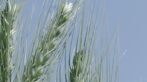 Growing Egypt's Wheat Video stock 266716186