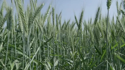 Growing Egypt's Wheat Video stock 266716189