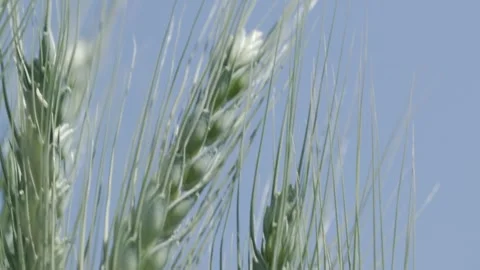 Growing Egypt's Wheat Video stock 266716371