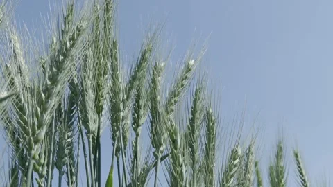 Growing Egypt's Wheat Video stock 266716975