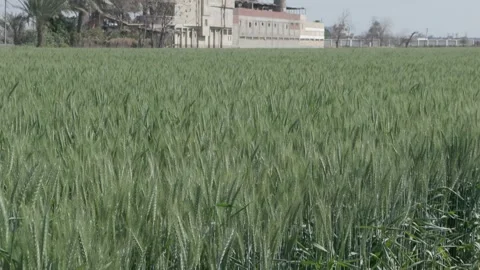 Growing Egypt's Wheat Video stock 266717416