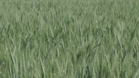 Growing Egypt's Wheat Stock Footage 266717438