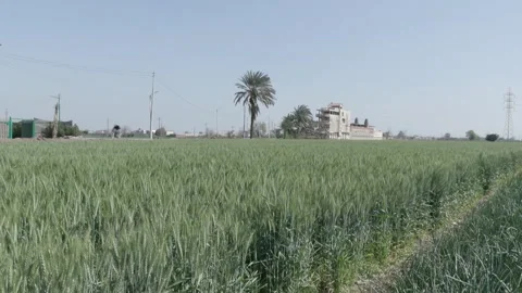 Growing Egypt's Wheat Video stock 266717563