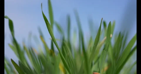 Growing environmentally friendly grain, Close-up. Stock Footage 341728741