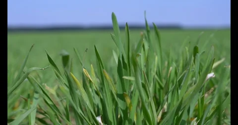 Growing environmentally friendly grain, Close-up. Stock Footage 341728829