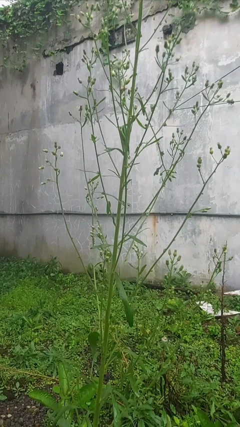 Growing Erigeron, Vertical Stock Footage 299915467