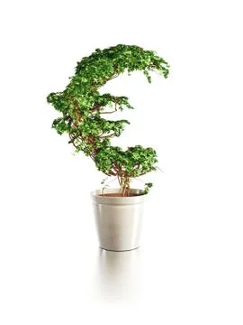 Growing euro tree Stock Illustration