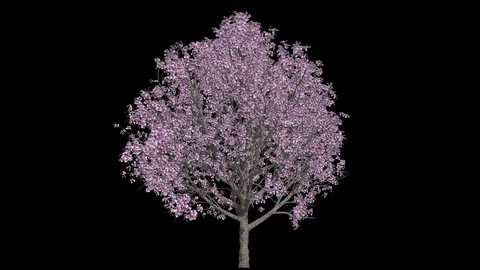 Growing Euros On Tree animation Stock Footage 72706973