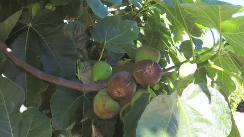 Growing figs on branch of tree. Vídeos de archivo 77723817