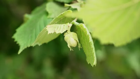 Growing filbert nut inside its leafy green husk Stock Footage 341385715