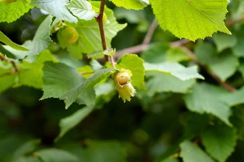 Growing filbert nut inside its leafy green husk hanging from a hazel tree Stock Photos