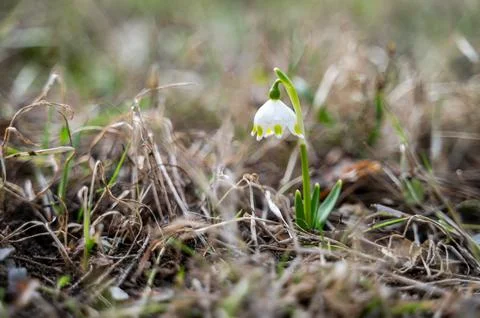Growing first spring bellflower Stock Photos
