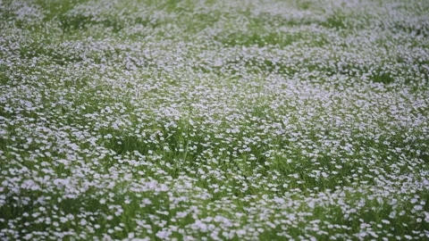 Growing flax in agricultural fields Stock Footage 157320649