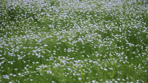 Growing flax in agricultural fields Stock Footage 273241716