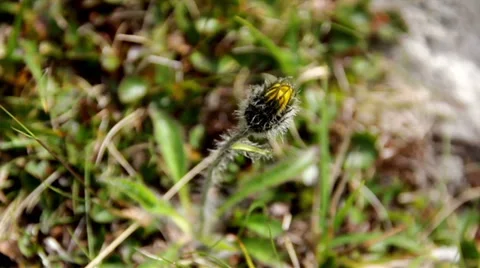 Growing flower bud on the ground Stock Footage