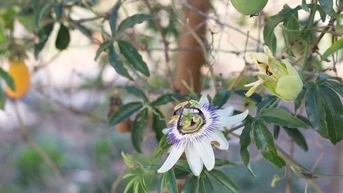 Growing flower of Passiflora with leaves Video stock 120018375