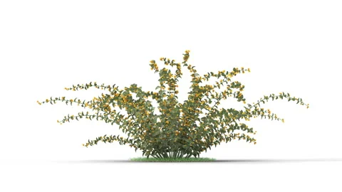 Growing flower shrubs on a white background Stock Footage 197448795
