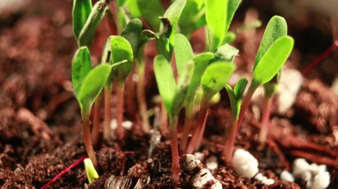 GROWING FLOWERS Stock Footage 52553130