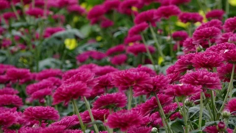 Growing flowers in a greenhouse Vídeo Stock 99445558