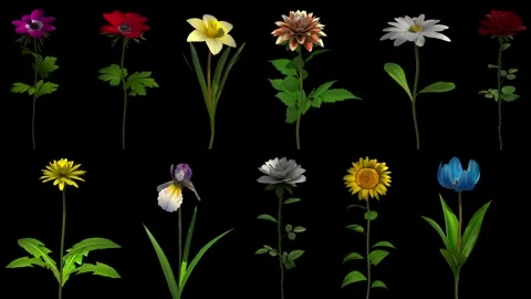 Growing Flowers Pack Stock Footage 327980980
