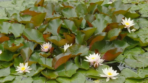 The growing flowers on the plants floating in the lake in Estonia Stock Footage