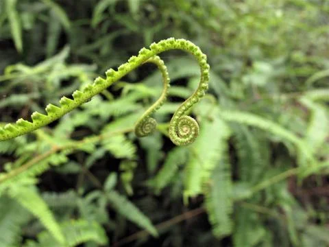 Growing in the forest Stock Photos