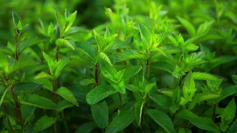 Growing fresh green fragrant mint. Organic Mint Growing Stock Footage 135555353