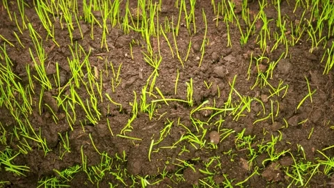 Growing fresh lawn grass macro time-lapse Stock Footage 156037366