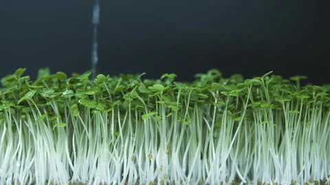 Growing fresh micro greens, raw sprouts. Stock Footage 248309481
