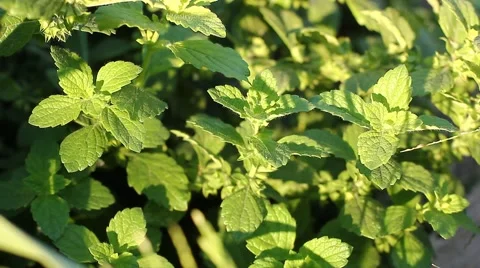 Growing fresh mint Vídeos de archivo 49050327