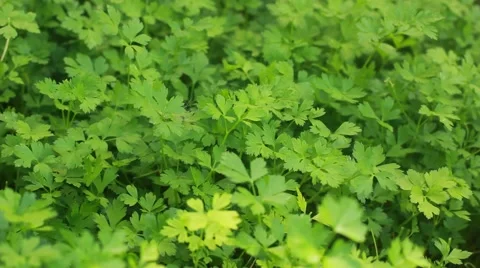 Growing fresh parsley 스톡 동영상 49049873