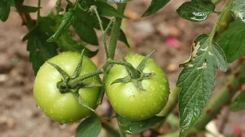 Growing fresh tomato Stock Footage 52740925