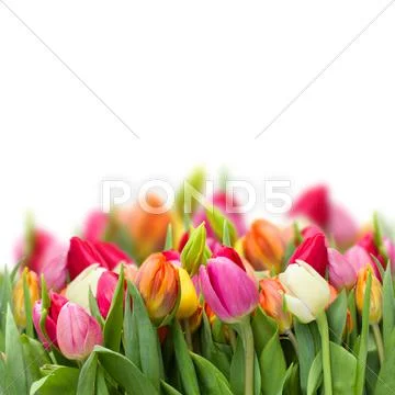 Growing fresh tulips Stock Photos