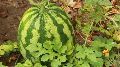 Growing fresh watermelon Stock Footage 52736301